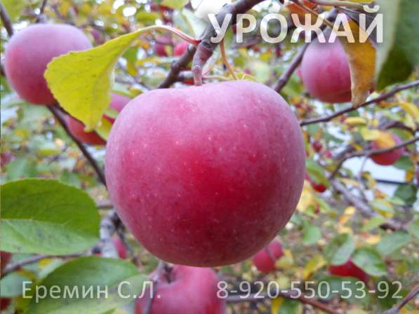 Зимняя обрезка плодовых деревьев в Белгороде фото 21