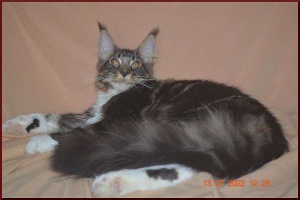 Роскошный черный котик мейн-кун из питомника в Астрахани фото 13