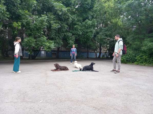 Кинолог, дрессировка воспитание щенка взрослой собаки в Челябинске фото 3