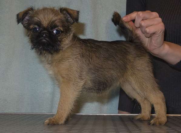 Великолепные щенки гриффона и пти-брабансона. Вязки в Москве фото 27