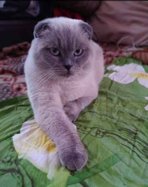 Шотландские котята в Новороссийске