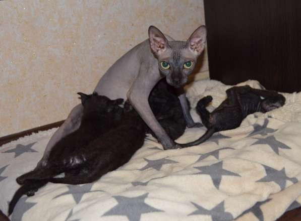 Продам котят Велюровый сфинкс в Севастополе