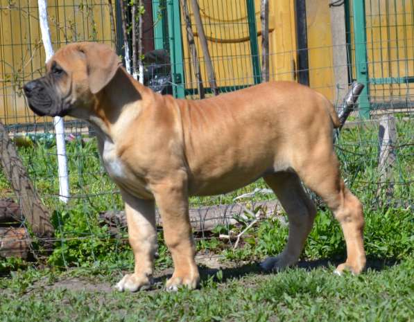 Щенки ЮА Бурбуля в Краснодаре фото 7