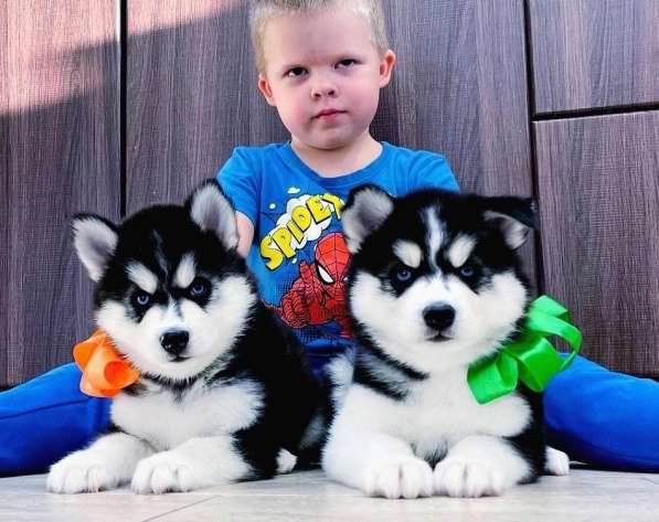 Сибирские хаски щенки в продаже
