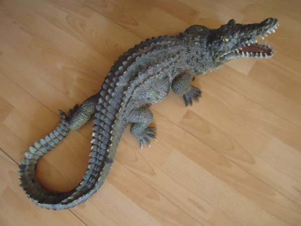 Крокодил в интерьер