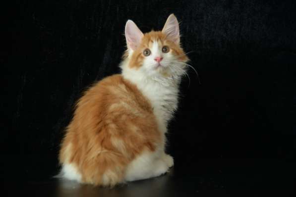 Kuril bobtail! Kitten -trotter в Севастополе фото 10