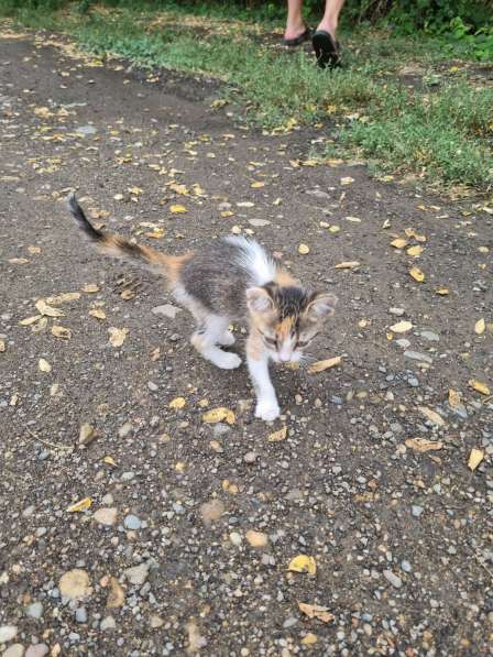 Помогите найти дом маленьким котятам, помогу на старте в Краснодаре фото 4