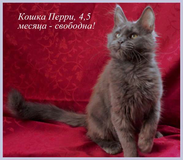 Продажа котят породы Мейн-кун в Омске фото 7
