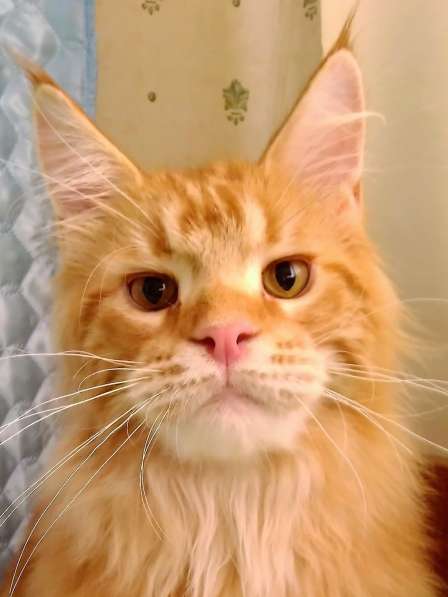 Красотка кремового солидного окраса из питомника Arktur в Тюмени фото 28