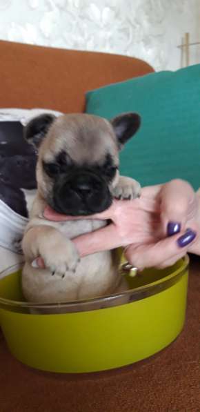 Щенки в Перми фото 4