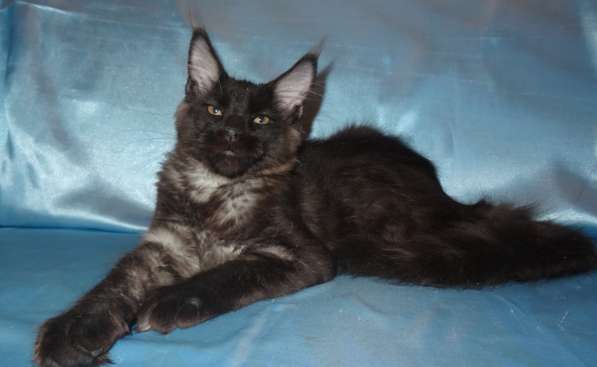 Мейн кунчик Йотунхейм в Москве фото 10