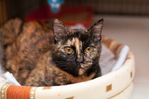 Кошечка Корасон в поисках настоящего дома