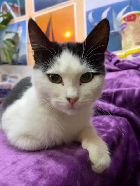 Котенок мальчик в Краснодаре фото 7