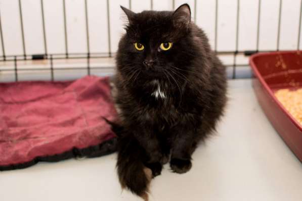 Кот с печальным прошлым Лизаветт в Москве фото 3