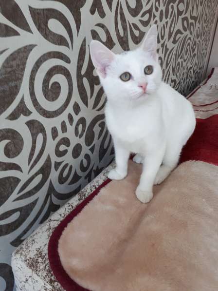 В добрые руки в Саратове фото 7