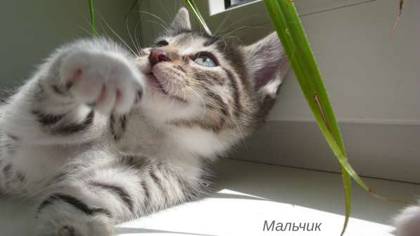 Котята Севастополь. Прекрасная девочка в добрые руки! в Севастополе фото 21