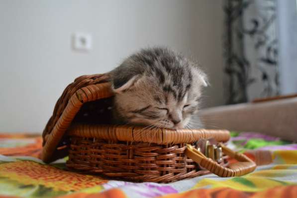 Шотландская вислоухая кошечка в фото 11