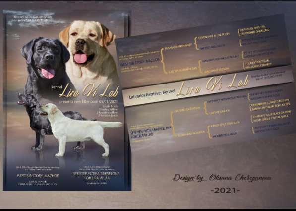 Питомник LIRA VI LAB предлогае щенков в Иркутске фото 21