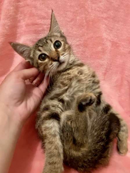 Котенок Мики - лучистое счастье в дар в Москве фото 4