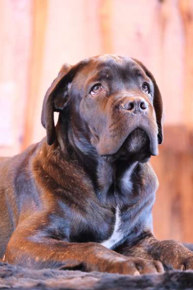 Cane Corso puppies