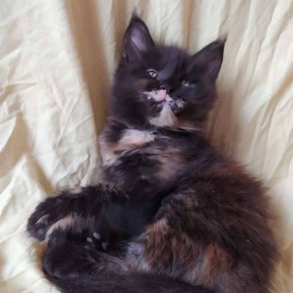 Продажа котят мейн-кун в Омске фото 24