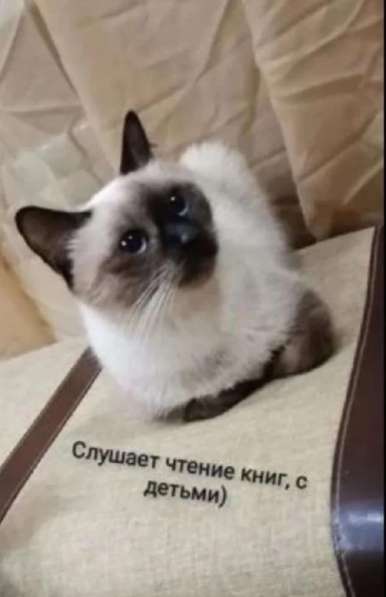 Тайский котёнок в Москве фото 3