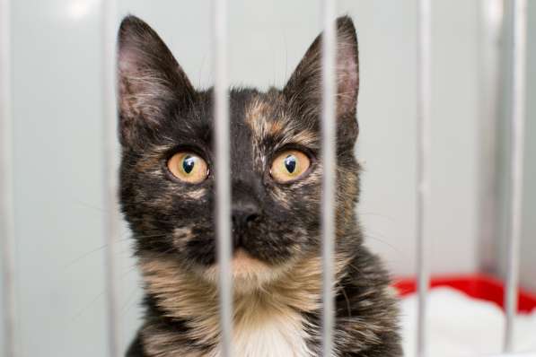 Скоро ли Катарина встретит своего хозяина? в Москве