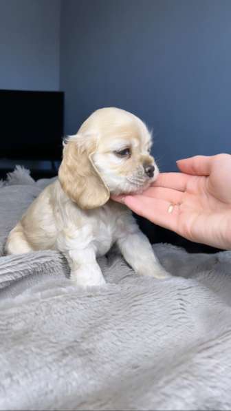 American cocker spaniel