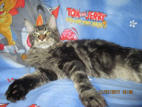 Взрослые девочки из питомника, возможно в совладение в Екатеринбурге фото 23