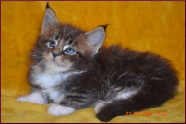 Роскошный черный котик мейн-кун из питомника в Астрахани фото 108