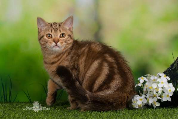 Шотландские котята в Санкт-Петербурге фото 3