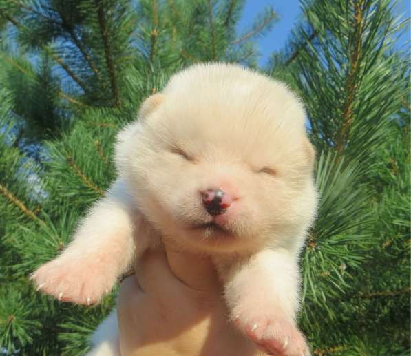 Щеночки шпица в Москве фото 3