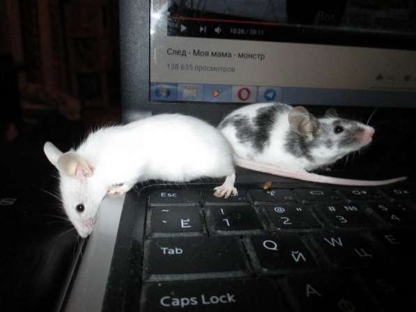 Мышки-далматины