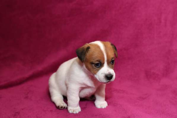 Щенки в Симферополе фото 9