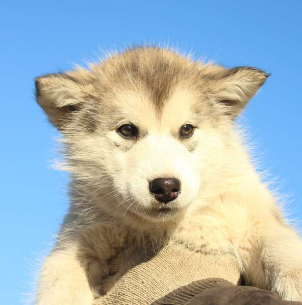 Щенки аляскинского маламута
