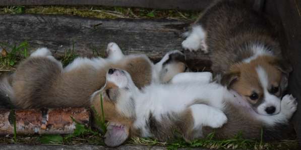 Щенки для души и для выставок в Санкт-Петербурге фото 20
