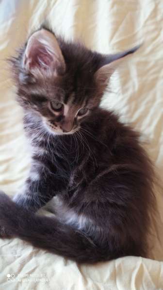 Продажа котят мейн-кун в Омске фото 14