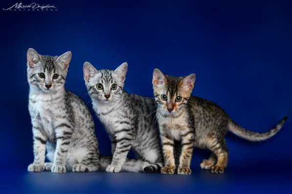 Египетская Мау котята серебряные.Редкая, эксклюзивная порода в фото 11