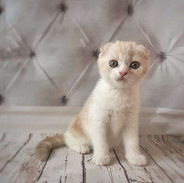 Шотландские котятки в Владимире фото 19