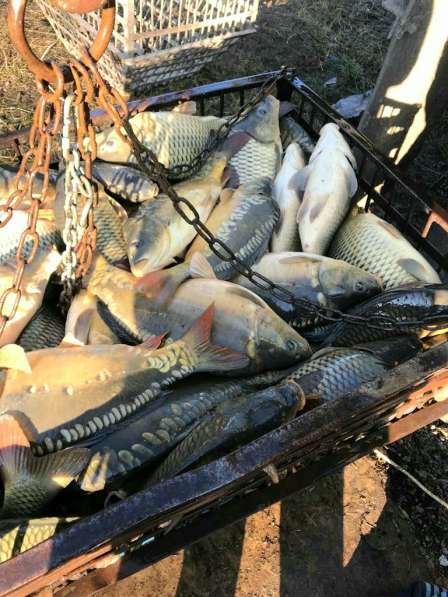 Карпа 60% зеркало