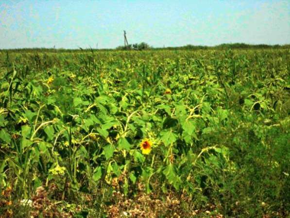 Участок 13.5 га (СНТ, ДНП) хутор Пригибский в Краснодаре фото 5