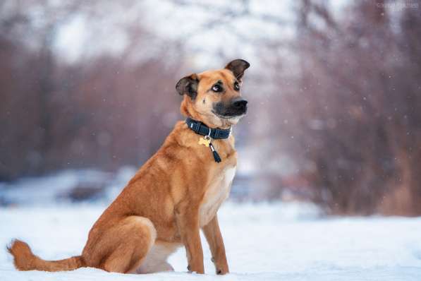 Солнечный Рыжик, пес спасенный с пром. зоны, ищет дом! в Москве фото 6