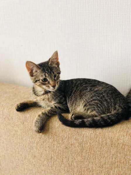 Мурлыка-котенок с дефектом глазика очень ищет дом в Санкт-Петербурге фото 42