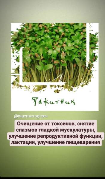Микрозелень в Подольске фото 7