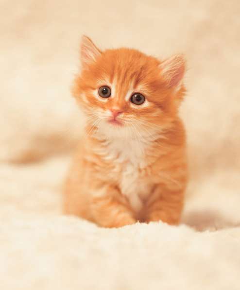 Шикарные рыжие котята в добрые руки в Обнинске фото 4