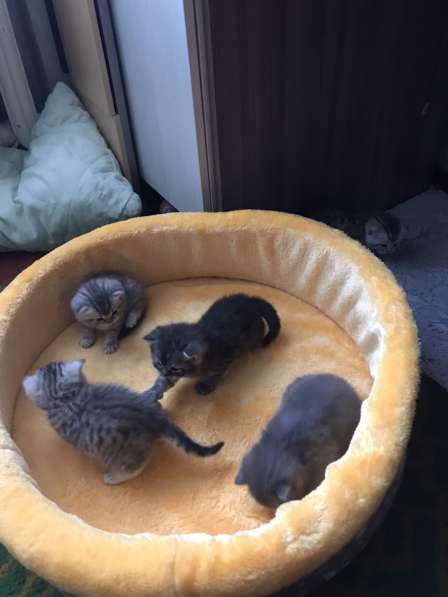 Продаю кота в Саратове фото 9