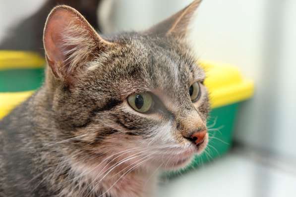 Умница Органза мечтает обрести дом в Москве