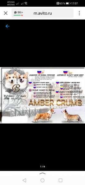 Щенок вельш корги пемборк в Калининграде фото 8