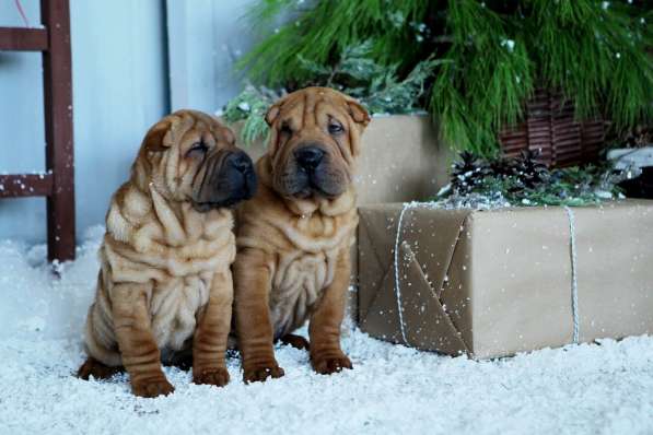 Щенки шар пея в Краснодаре фото 12