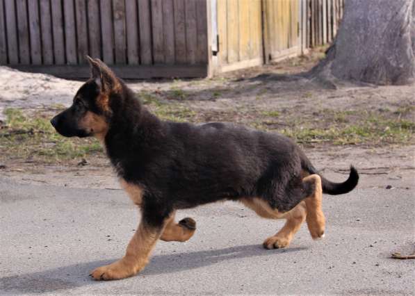 Щенки овчарки Питомник в фото 13